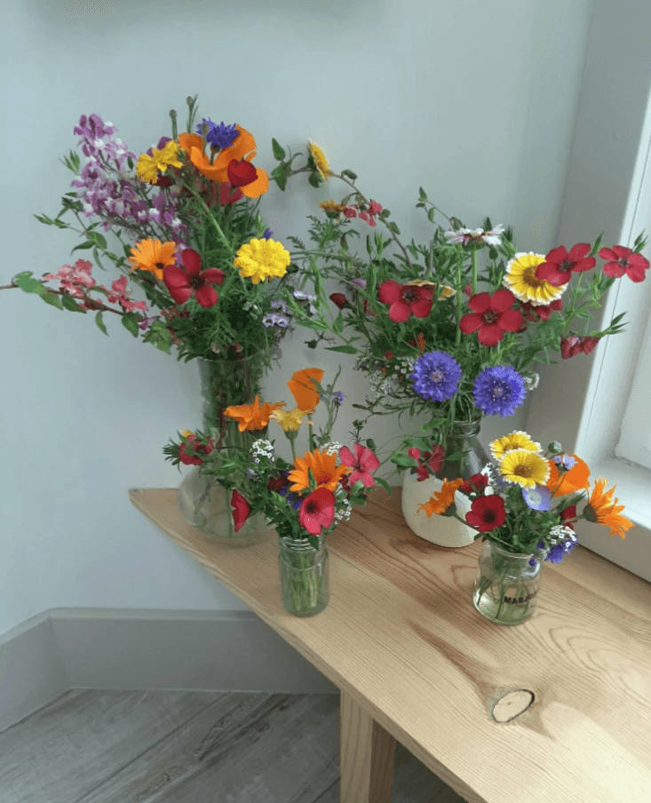 Nectaris – Od nasiona do pełnego rozkwitu.